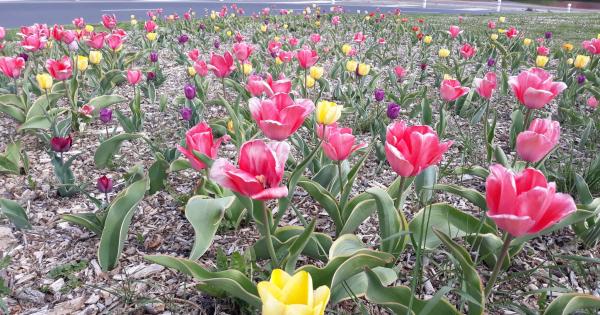 Casi 6.000 plantas florecen en Gasteiz con la llegada de la primavera. Foto: Ayuntamiento de Gasteiz