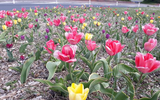 Casi 6.000 plantas florecen en Gasteiz con la llegada de la primavera. Foto: Ayuntamiento de Gasteiz