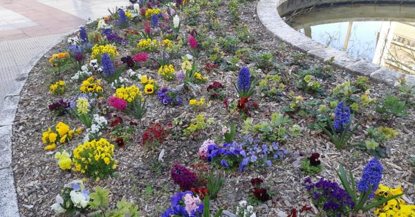Casi 6.000 plantas florecen en Gasteiz con la llegada de la primavera. Foto: Ayuntamiento de Gasteiz