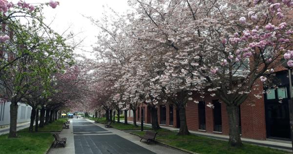Casi 6.000 plantas florecen en Gasteiz con la llegada de la primavera. Foto: Ayuntamiento de Gasteiz
