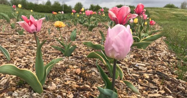 Casi 6.000 plantas florecen en Gasteiz con la llegada de la primavera. Foto: Ayuntamiento de Gasteiz
