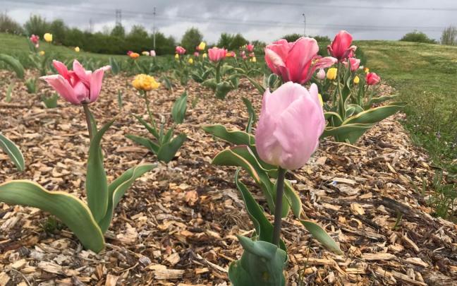 Casi 6.000 plantas florecen en Gasteiz con la llegada de la primavera. Foto: Ayuntamiento de Gasteiz