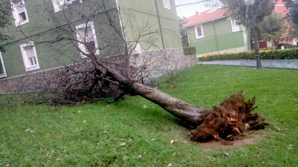 Árbol tumbado por el viento en el municipio de Trapagaran. Foto: Onda Vasca