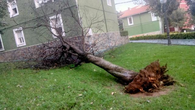 Árbol tumbado por el viento en el municipio de Trapagaran. Foto: Onda Vasca