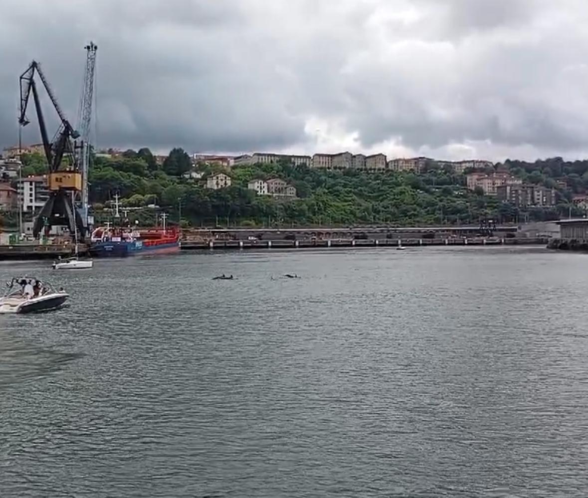 Delfines avistados en Pasaia / Onda Vasca