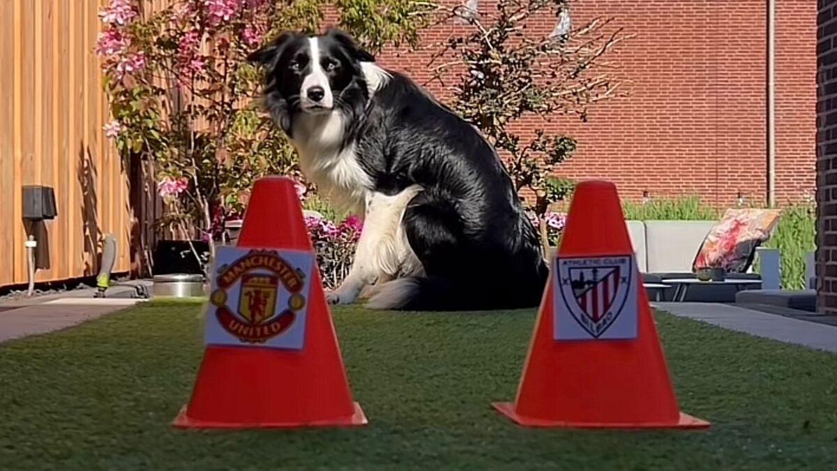 Un perro predice en TikTok el Manchester United - Athletic Club. TIKTOK: @TACTICALTAX_