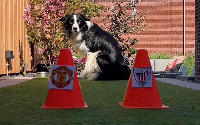 Un perro predice en TikTok el Manchester United - Athletic Club. TIKTOK: @TACTICALTAX_