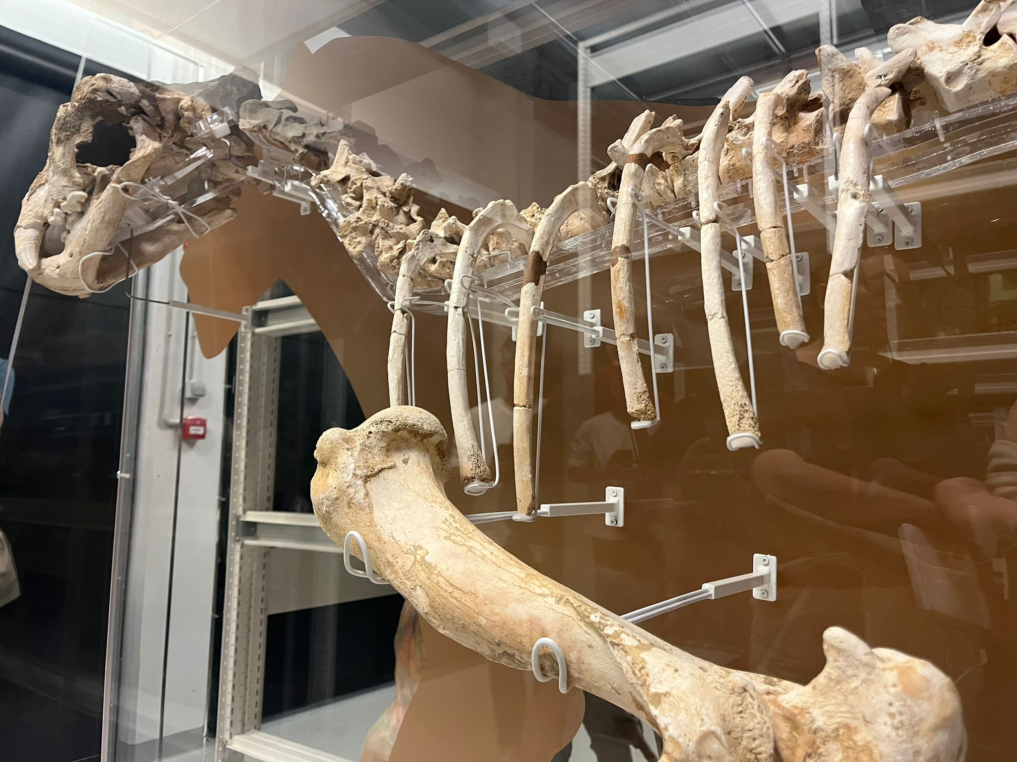 Leon de las cavernas en Gordailua