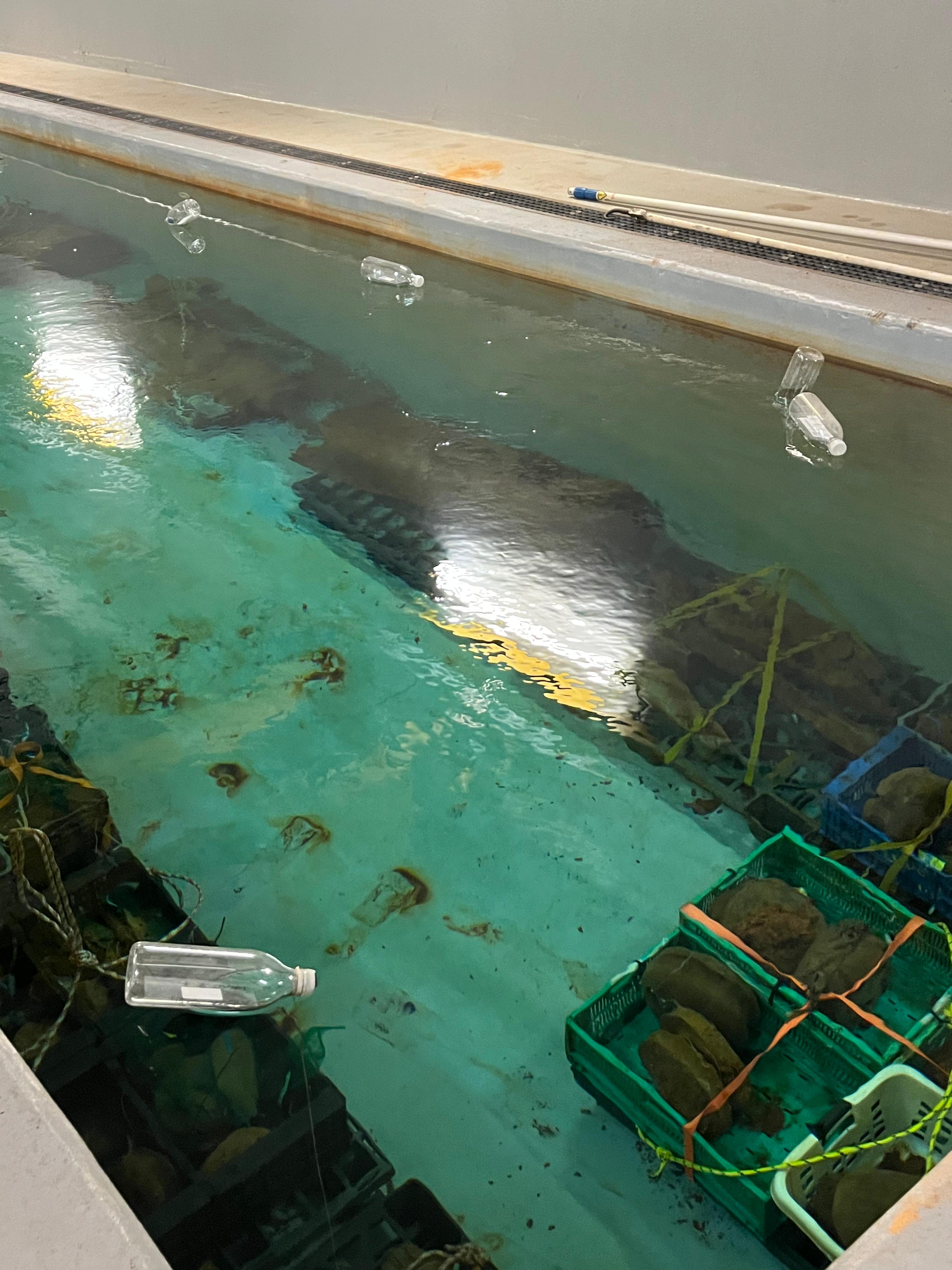 Piscina para desalinizar los restos submarinos